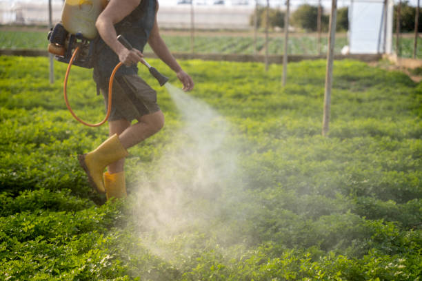 Best Pest Control Treatment  in Baywood, NY