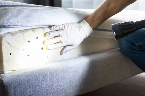 Best Cockroach Control Services  in Baywood, NY