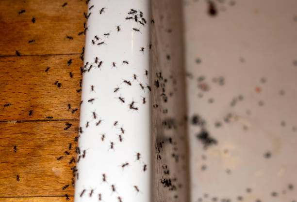 Best Wildlife Control Services  in Baywood, NY